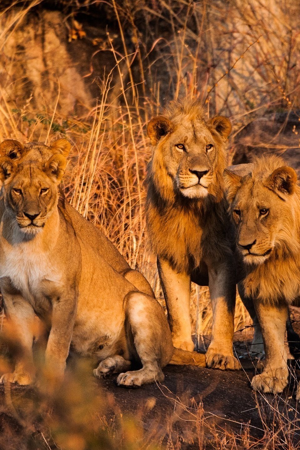 Series photo